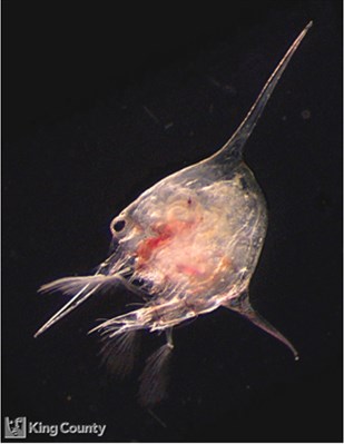 Photo of Decapoda: crab larval stages